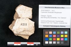 Foto (Objekt + Etikett) von Cupressites freneloides Ettingshausen (NHMW-GEO-2024-0188-8231)